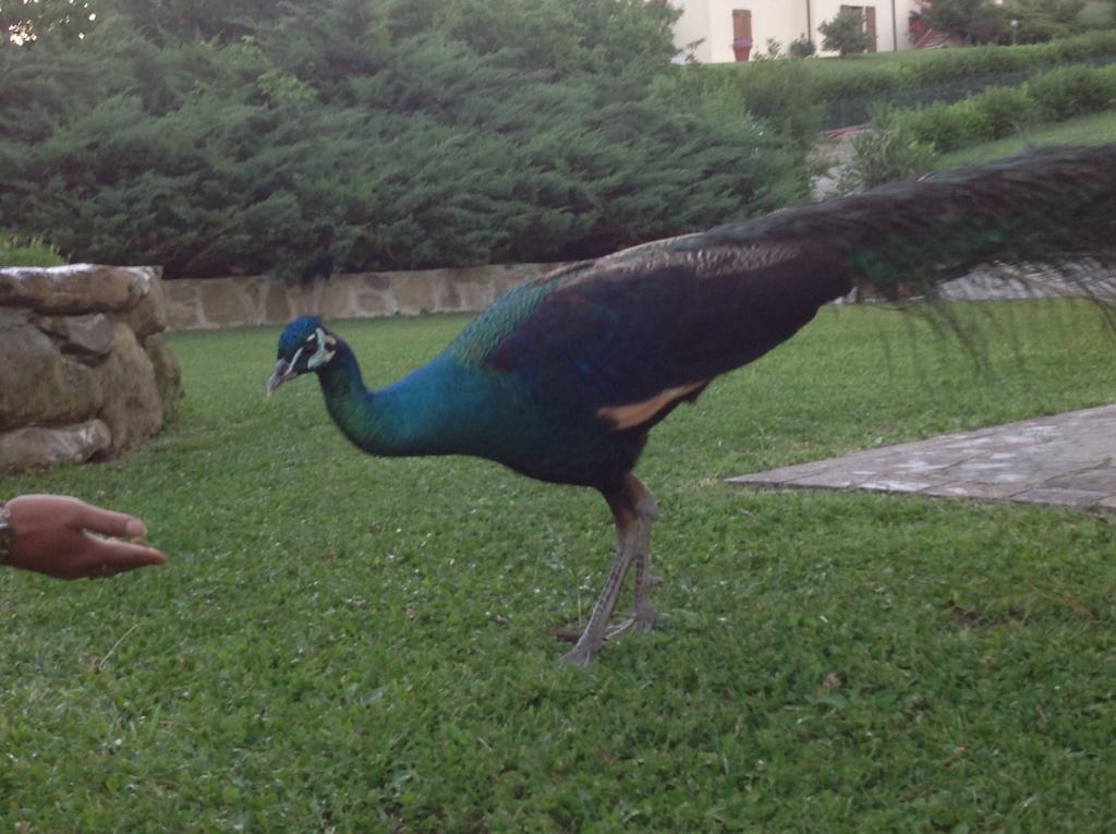 Da Ronald ... A Pian Del Papa Guest House ปราโตแวคคิโอ ภายนอก รูปภาพ